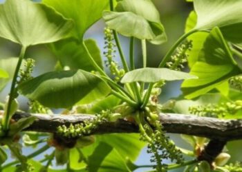 Bạch quả – Tác dụng chống di căn xâm lấn trên nhiều loại ung thư