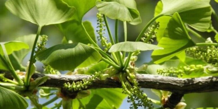 Bạch quả – Tác dụng chống di căn xâm lấn trên nhiều loại ung thư