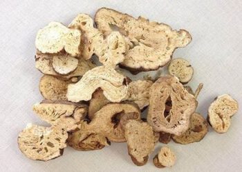 Bạch truật chữa ung thư đại tràng và biểu mô vảy