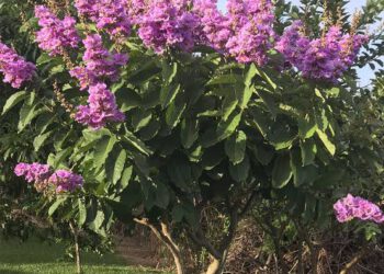Cây Bằng lăng – Tiềm năng chống ung thư