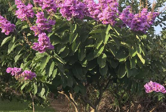 Cây Bằng lăng – Tiềm năng chống ung thư