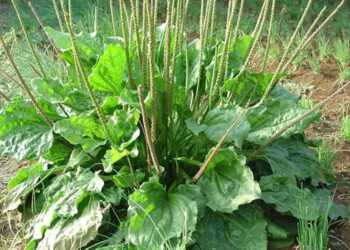 Cây Mã đề: Tiềm năng chống sự di căn của ung thư gan