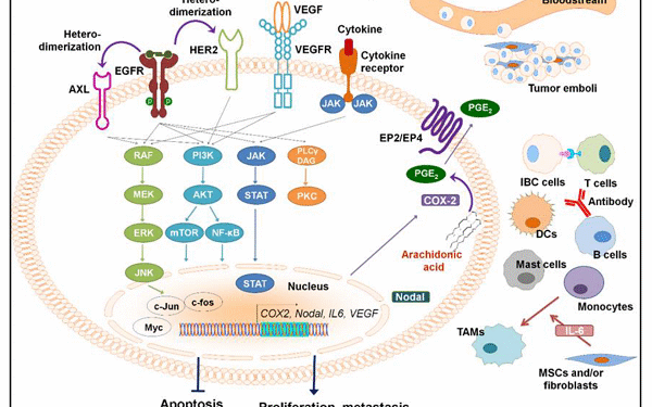 Các thuật ngữ liên quan đến ung thư và vai trò trong điều trị ung thư