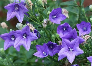 Cát cánh – Loài thảo dược tiềm năng chống nhiều loại ung thư