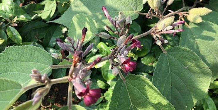 Hoạt tính chống ung thư của cây An xoa