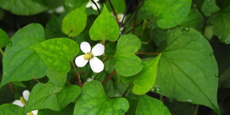 Hiệu quả ức chế tế bào ung thư phổi của Diếp cá