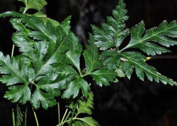 Hoàng liên điều trị ung thư cổ tử cung