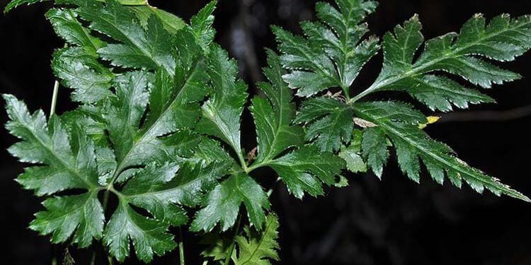 Hoàng liên điều trị ung thư cổ tử cung