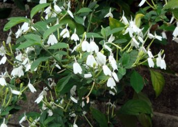 Tiềm năng chống ung thư đường mật của cây Kiến cò