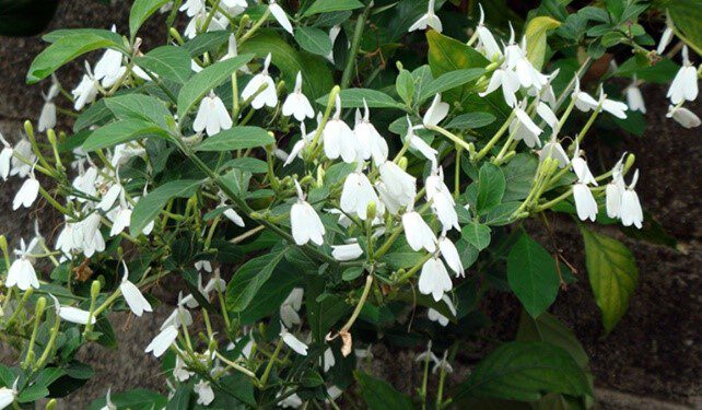 Tiềm năng chống ung thư đường mật của cây Kiến cò