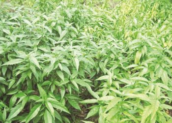 Tác dụng của Mảnh cộng trong hỗ trợ điều trị ung thư vú