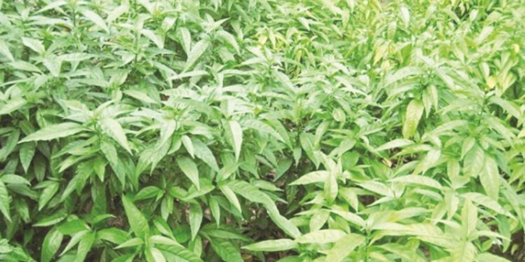 Tác dụng của Mảnh cộng trong hỗ trợ điều trị ung thư vú