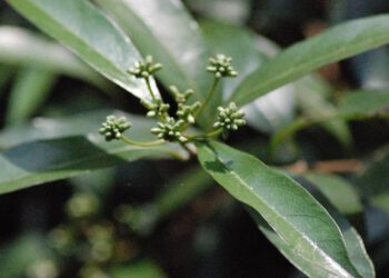 Cây Mặt quỷ: Dịch chiết cồn có tác dụng chống ung thư tốt hơn dịch chiết nước