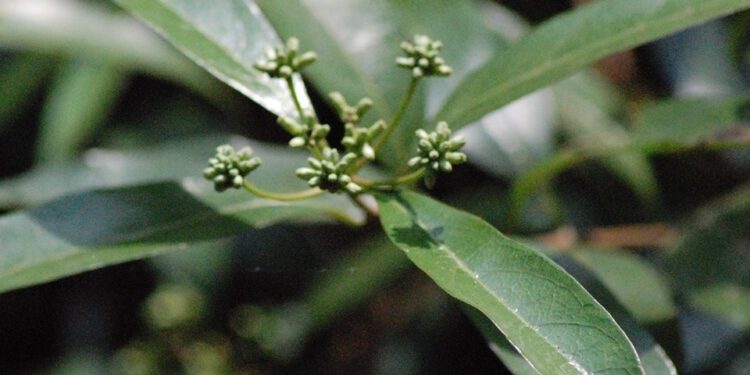 Cây Mặt quỷ: Dịch chiết cồn có tác dụng chống ung thư tốt hơn dịch chiết nước