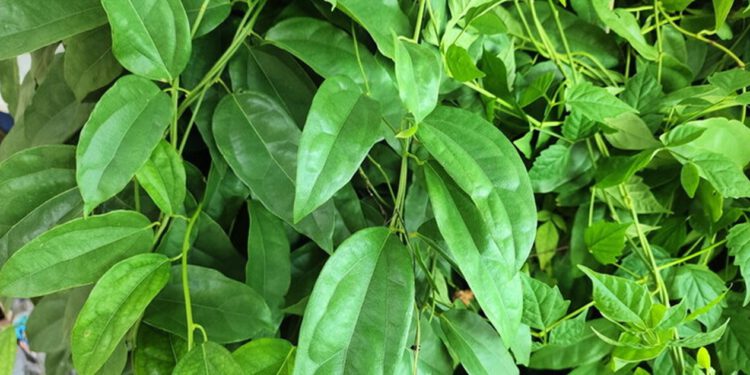 Tiềm năng chống ung thư đường mật của cây Sương sâm