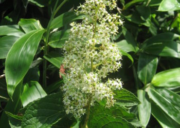 Cây Thần Sấm: Tiềm năng trong điều trị ung thư tuyến tiền liệt