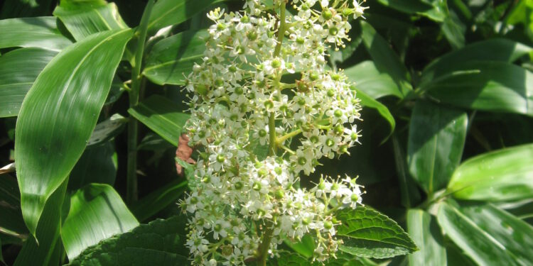 Cây Thần Sấm: Tiềm năng trong điều trị ung thư tuyến tiền liệt