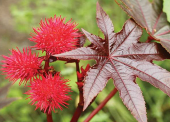 Thầu dầu – Vị thuốc chống ung thư tốt nhưng cần dùng thận trọng