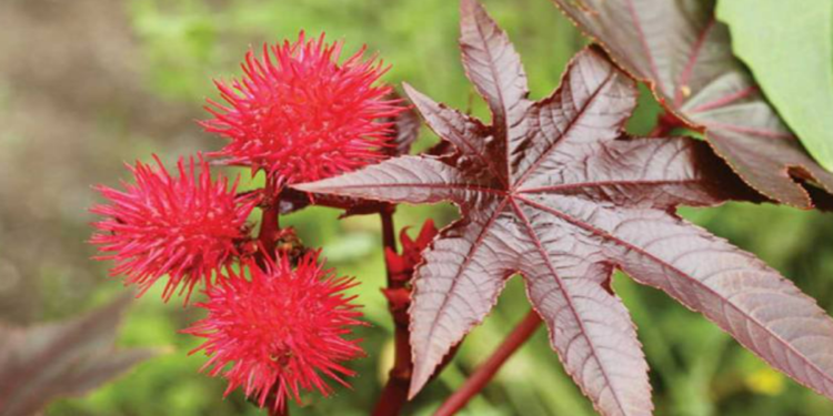 Thầu dầu – Vị thuốc chống ung thư tốt nhưng cần dùng thận trọng