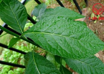 Cây mật gấu chống di căn tân mạch và ung thư tụy