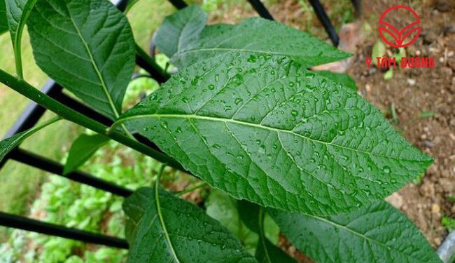 Cây mật gấu chống di căn tân mạch và ung thư tụy