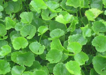 Rau má chống hình thành tân mạch ngăn chặn di căn ung thư