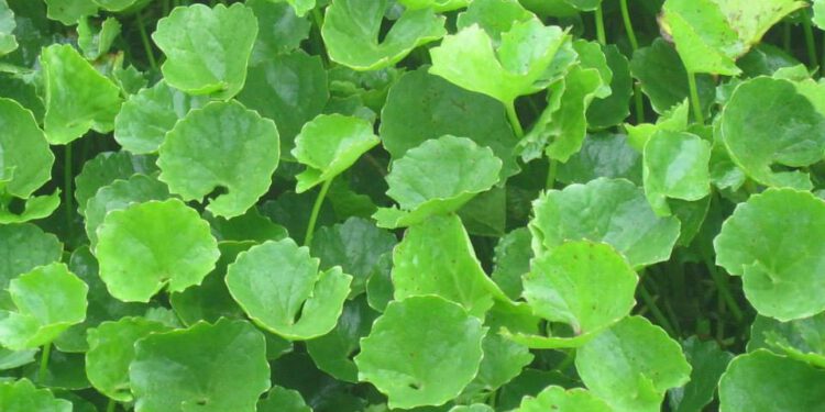 Rau má chống hình thành tân mạch ngăn chặn di căn ung thư