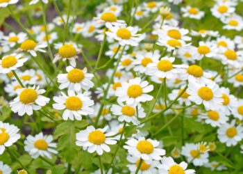Cúc thơm – Tiềm năng điều trị u đa tủy xương