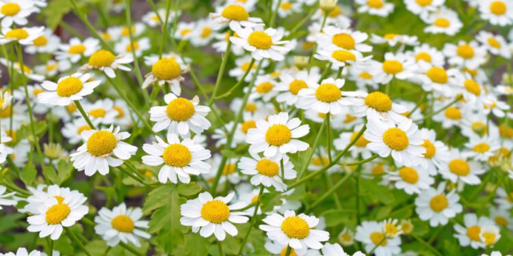 Cúc thơm – Tiềm năng điều trị u đa tủy xương