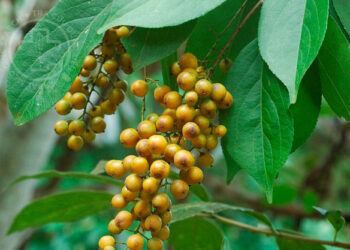 Dây săng máu- Dây gối: Dược liệu tiềm năng chống ung thư vú