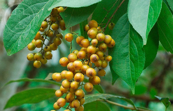 Dây săng máu- Dây gối: Dược liệu tiềm năng chống ung thư vú