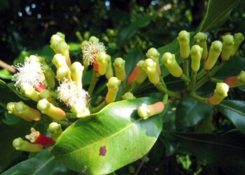 Đinh hương chữa ung thư vú