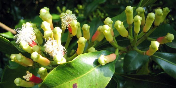 Đinh hương chữa ung thư vú