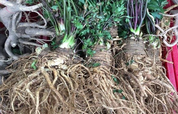 Đương quy chống ung thư phổi và di căn ung thư bàng quang