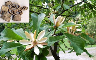 Hậu phác và triển vọng điều trị ung thư buồng trứng