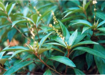 Khổ sâm Nam – Tiềm năng chống di căn xâm lấn ung thư buồng trứng