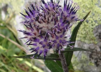 Hoạt tính chống ung thư xương của Mộc hương