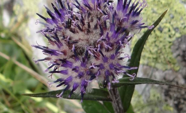 Hoạt tính chống ung thư xương của Mộc hương