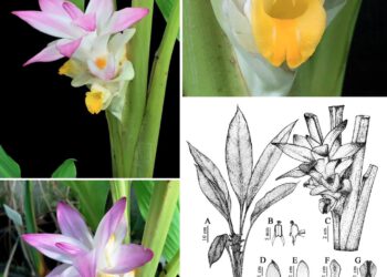 Nghệ bọ cạp: Dược liệu mới tiềm năng chữa ung thư