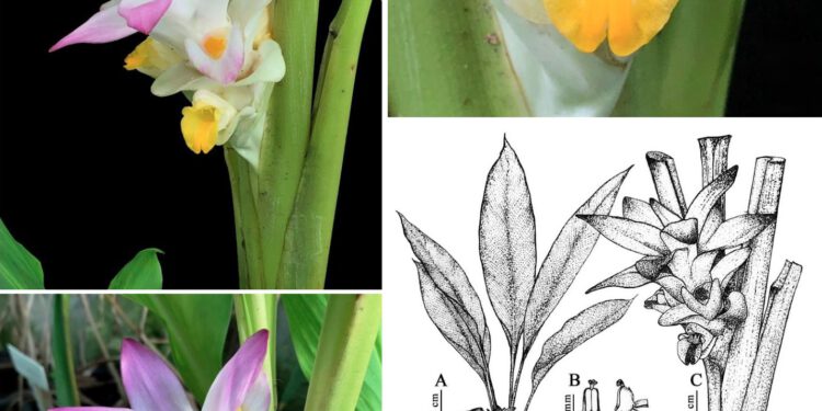 Nghệ bọ cạp: Dược liệu mới tiềm năng chữa ung thư