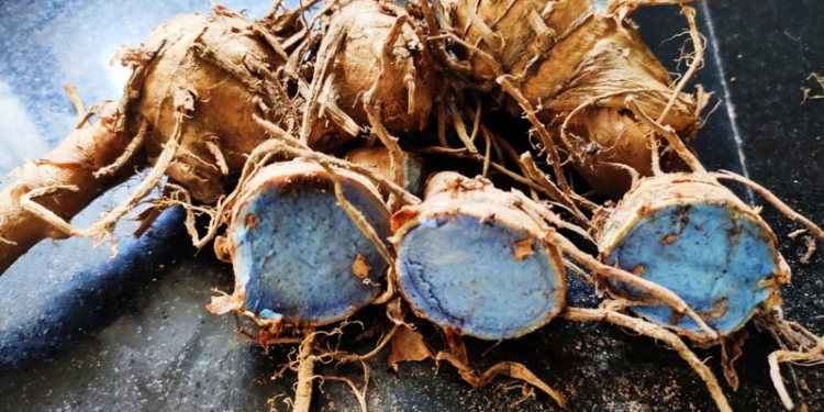 Nghệ đen – Dược liệu tiềm năng chống ung thư phổi và tuyến tiền liệt