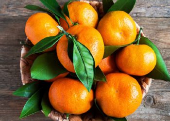 Trần bì chữa ung thư phổi