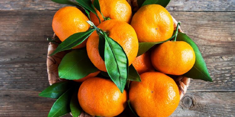 Trần bì chữa ung thư phổi