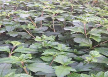 Sài ba ngả chữa ung thư bạch cầu