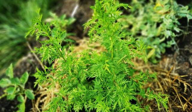 Thanh hao – Tác dụng chống di căn trên tế bào ung thư thực quản và ung thư gan