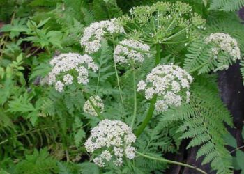 Xuyên khung chữa ung thư tuyến tụy và ung thư gan