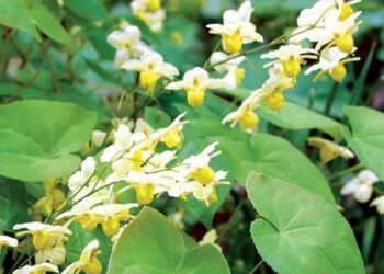 Khả năng chống di căn, xâm lấn của Dâm dương hoắc