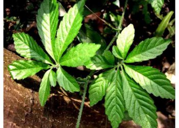 Giảo cổ lam chữa ung thư ruột kết và ung thư thực quản