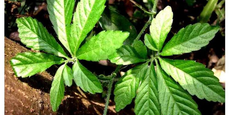 Giảo cổ lam chữa ung thư ruột kết và ung thư thực quản