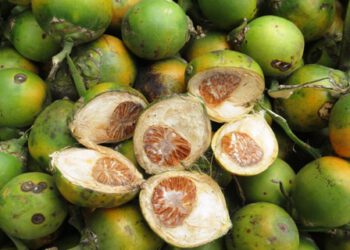 Những cái nhìn trái chiều về ảnh hưởng của hạt cau đối với bệnh ung thư